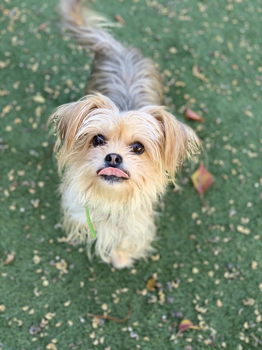 SacramentoSPCA's tweet image. Enjoy our #bleps of the day. 😛