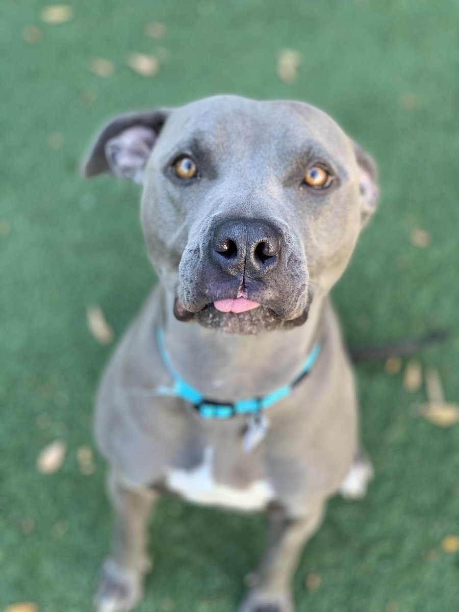 SacramentoSPCA's tweet image. Enjoy our #bleps of the day. 😛
