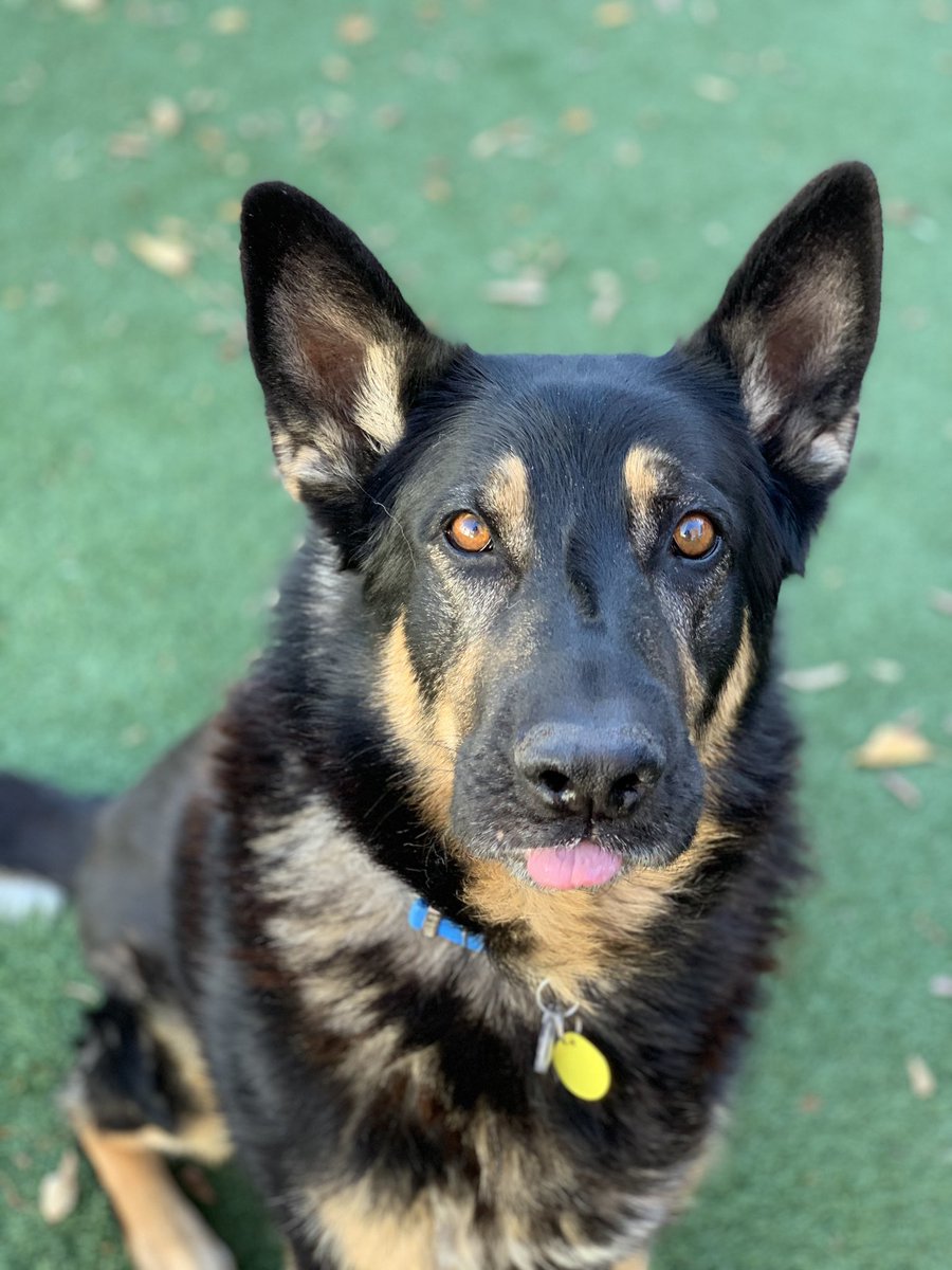 SacramentoSPCA's tweet image. Enjoy our #bleps of the day. 😛