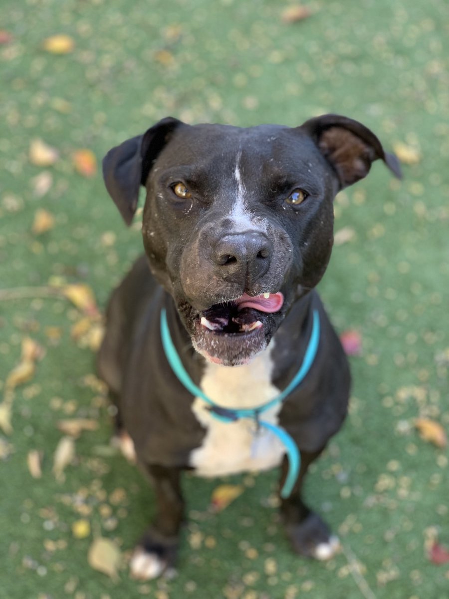 SacramentoSPCA's tweet image. Enjoy our #bleps of the day. 😛