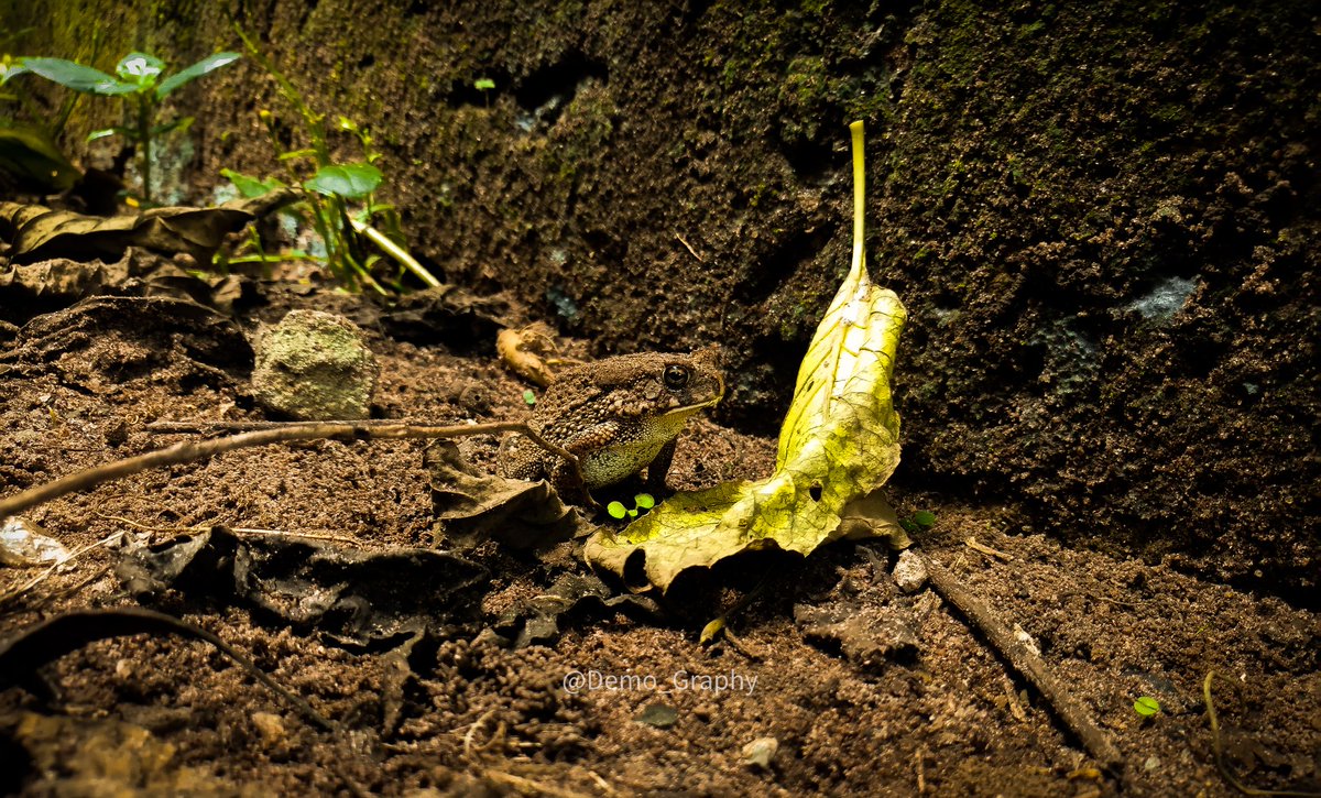 Demo_Swags's tweet photo. I heard that to find your Prince🤴 you have to kiss a lot of Frogs 🐸, so how about you start with this! 🤭😁
.
.
.
#theprincessandthefrog #frogs #frogsofinstagram #frogsleap #gofrogs #mobilephoto #mobilephotograpy #lagosphotographers #theprincessandthefrog https://t.co/EcMPACK96p