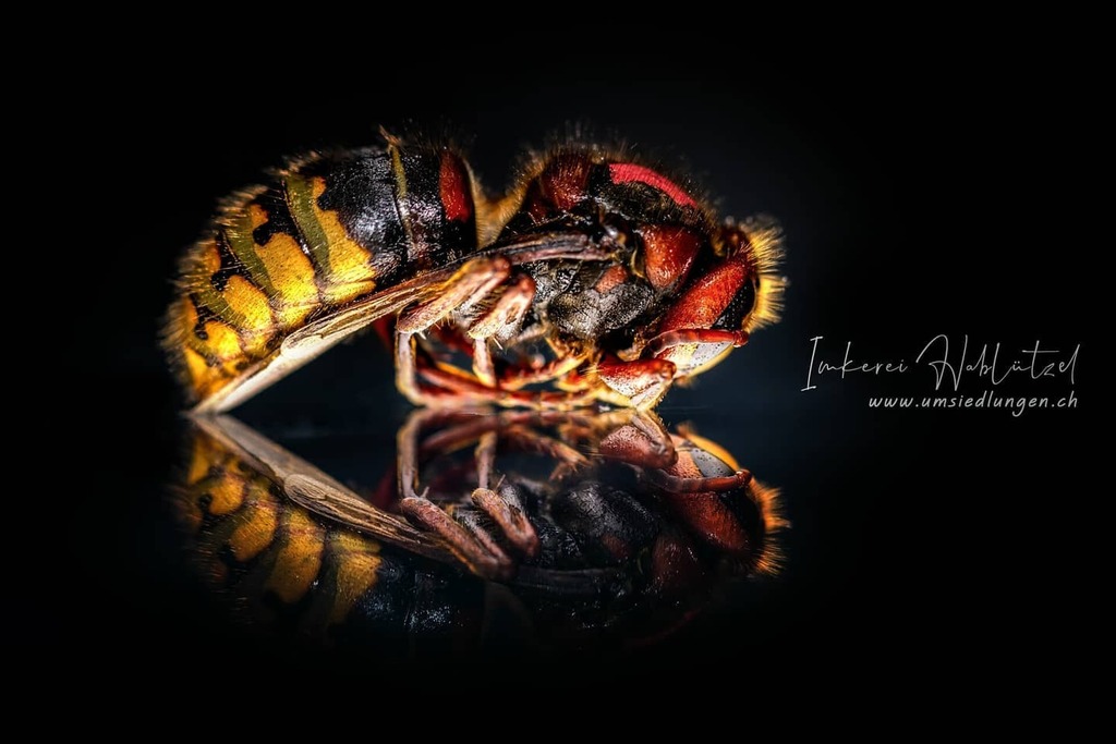 DavidHablutzel's tweet image. Hornisse (Vespa crabro) in Winterstarre

ift.tt/2VpslDf 

#macrofreaks #insta_macro #macro_turkey #insectguru #insects_of_our_world #macro_secrets #macrophotos #insectsofinstagram #beautiful_insects_japan #hot_macros #kings_macro #1macroshot #f… instagr.am/p/CIIqLloHD0p/