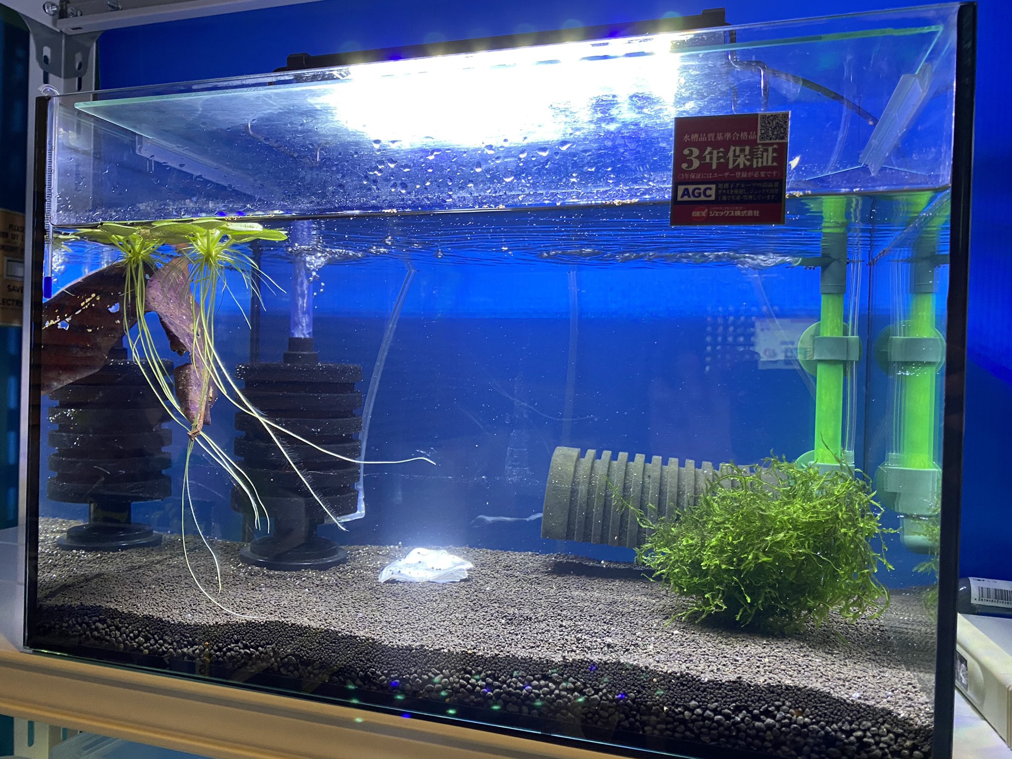 Motan 立ち上げ完了ナリ 45センチ中古水槽 ミネラルソイル2l アマパウ1l 飼育水6lとro水調整した水 モス 牡蠣殻 マジックリーフ バクテリア材は低床に あとは換水やパイロットをどうするか ちゃんとした水が出来るまでがんばるぞー T Co