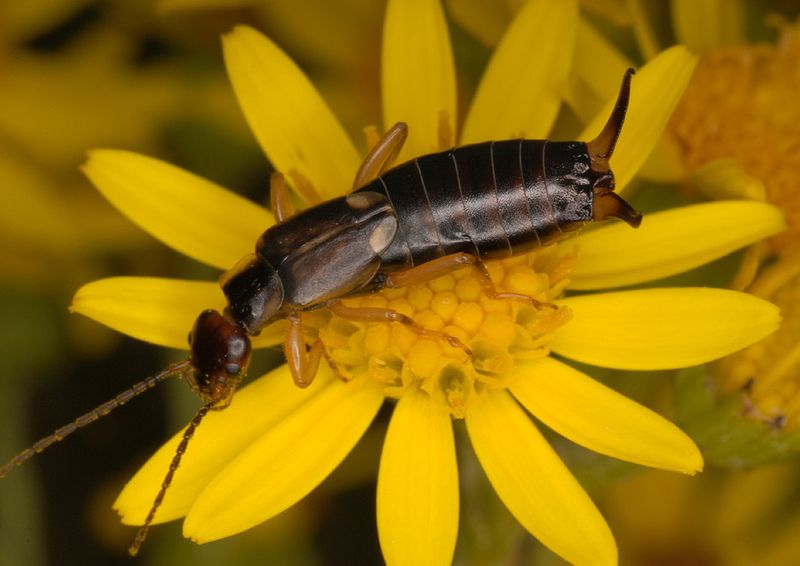 Did you know that a healthy population of earwigs can kill as many aphids as three rounds of insecticide spray? Put down the chemicals and garden naturally. #ActionForInsects
📸 Malcolm Storey
