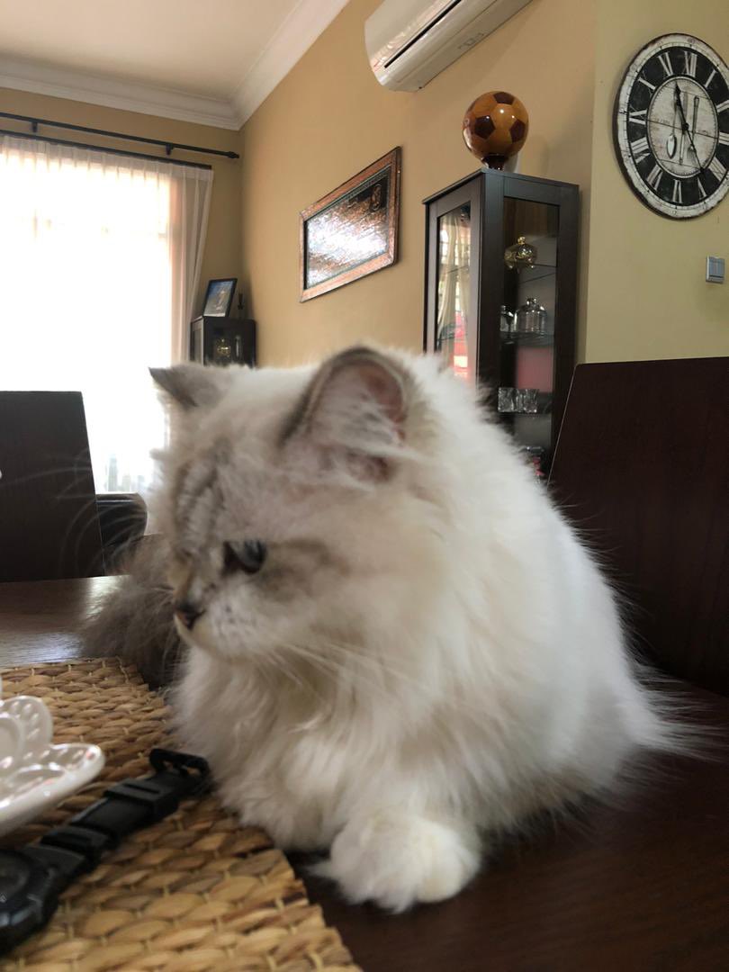 Nik4hm4d's tweet photo. ‘Bella’ - missing since 24/11/2020 di sekitar kawasan Summerglades &amp; Mirage on the Park, Perdana Lakeview West.

Mohon info jika ada warga Cyberjaya yang menjumpai atau melihatnya.

@Twt_Cyberjaya https://t.co/dpBnsVlMxz