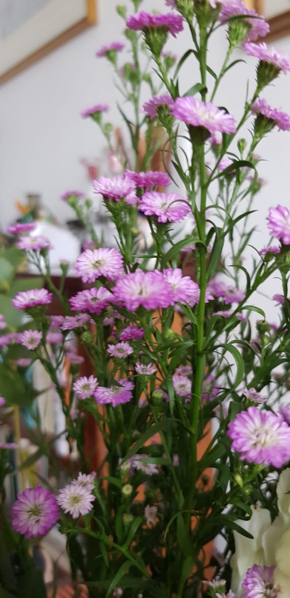 I had a birthday recently and was given a bouquet of flowers. Including this! What variety of aster is it? All I can find out from my florist friend is it called September Flower!! 😳 Such pretty half inch flowers 🌸😊