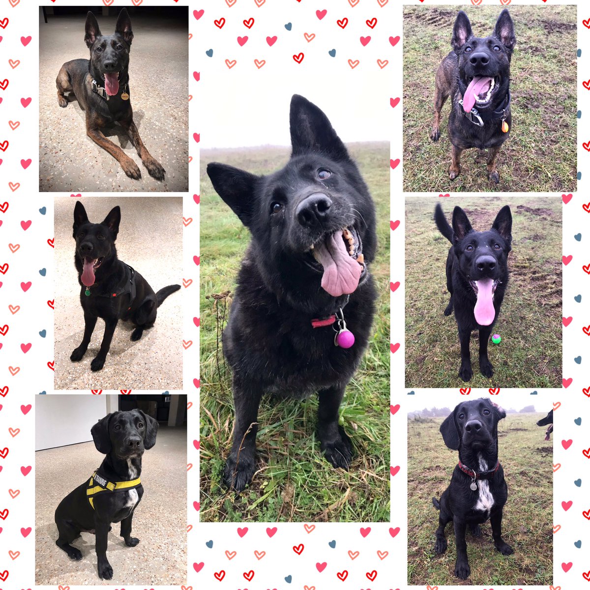 AwesomeSpaz12's tweet photo. Set over & home for 4 days! I’m 100% bias?? But I reckon I have a GORGEOUS team!! 😍❤️1/2 of my hard working, worker bees! & my Golden Oldie in the middle ❤️#thesedogs ❤️#furryhappypills #Arrow #Albert #Morse #Axa #workhardplayharder #restdayrun #restdaysarethebestdays 👊💪❤️🐾 https://t.co/CC9VBKlkWc