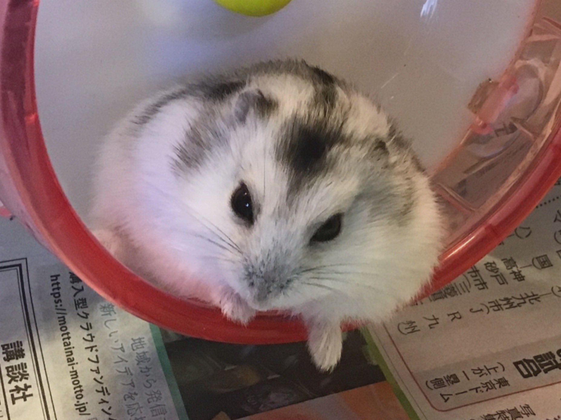 おくり お迎えした頃のお餅ちゃん フワフワのモケモケ めっちゃめちゃ癒される 艸 ｲﾏﾊｲﾏﾃﾞ ｶﾜｲｲﾝﾔｹﾄﾞﾈｰ 写真整理 ハムスター ジャンガリアン