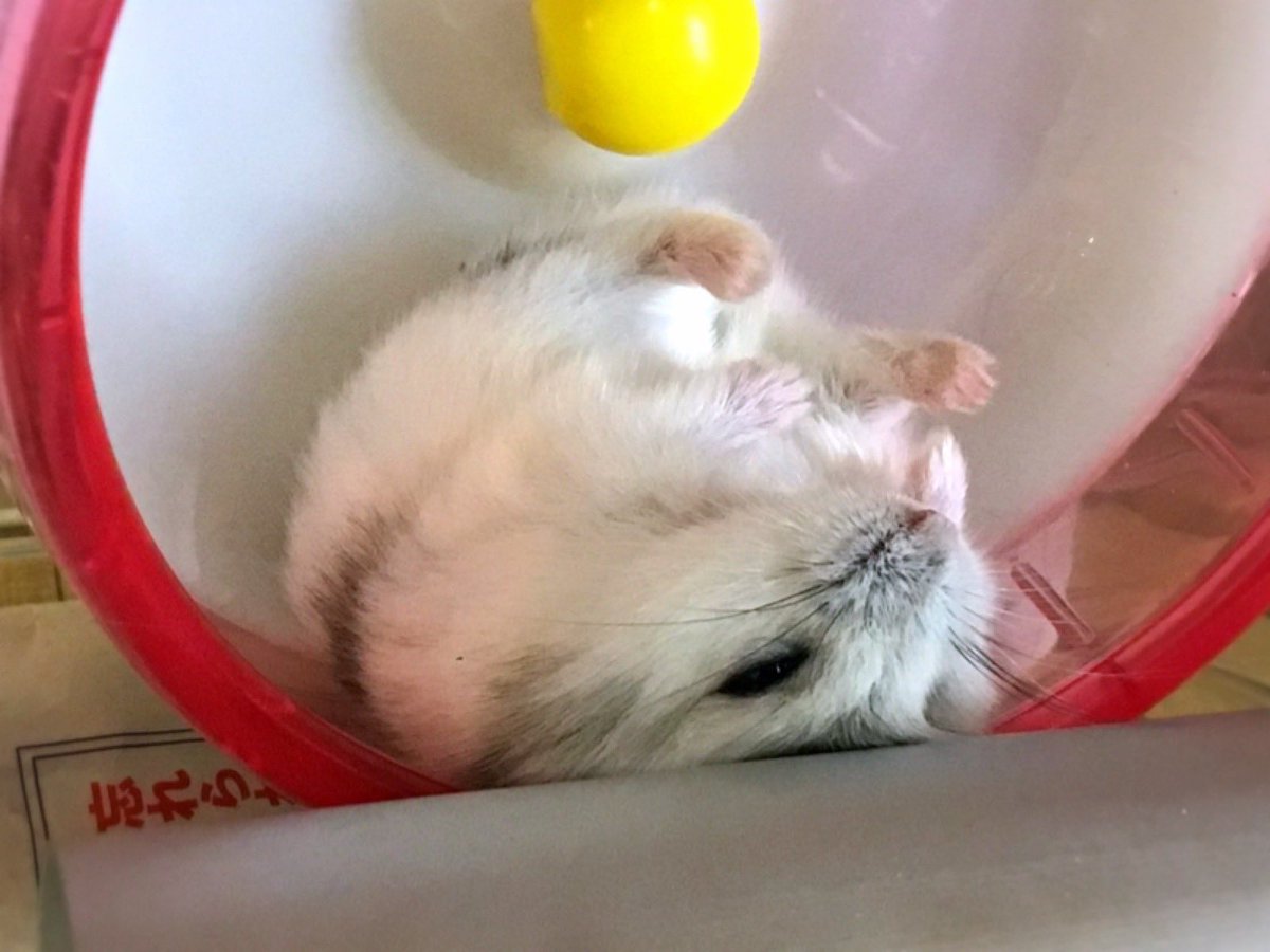 おくり お迎えした頃のお餅ちゃん フワフワのモケモケ めっちゃめちゃ癒される 艸 ｲﾏﾊｲﾏﾃﾞ ｶﾜｲｲﾝﾔｹﾄﾞﾈｰ 写真整理 ハムスター ジャンガリアン