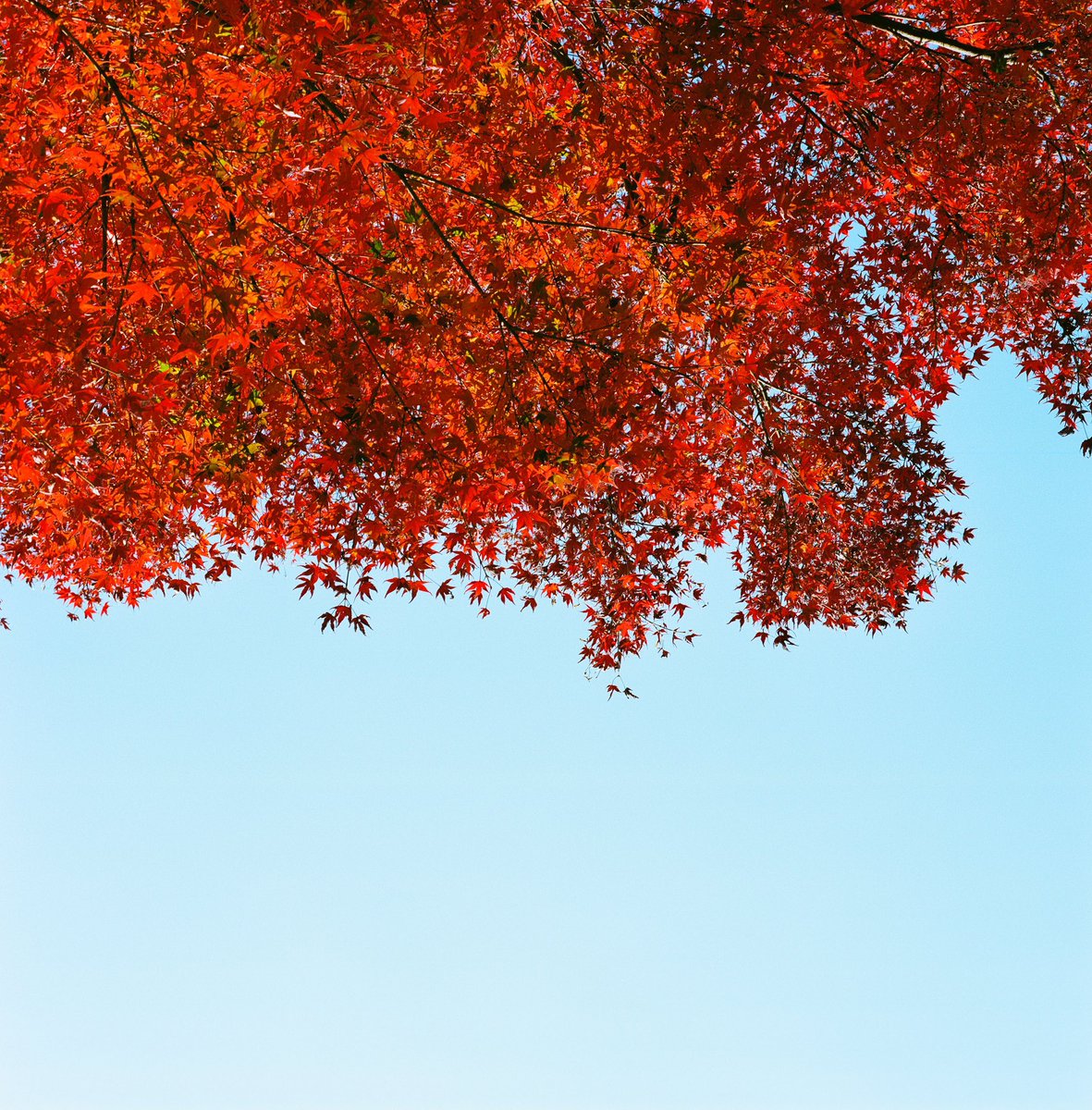 Drum_ShinKokawa's tweet photo. 秋を撮って来た🍁
#コカ山紀信
#hassleblad #hasselblad500cm #ハッセルブラッド #hasselblad_official #fujifilm #kodak #snap #film_jp #flickr #instagood #ink361 #instadaily #Colors_of_day #group6x6 #landscape #oldlens_tokyo #filmcamera #tokyocameraclub #portrait #photo #portra400 https://t.co/3sXtC1Fm9U