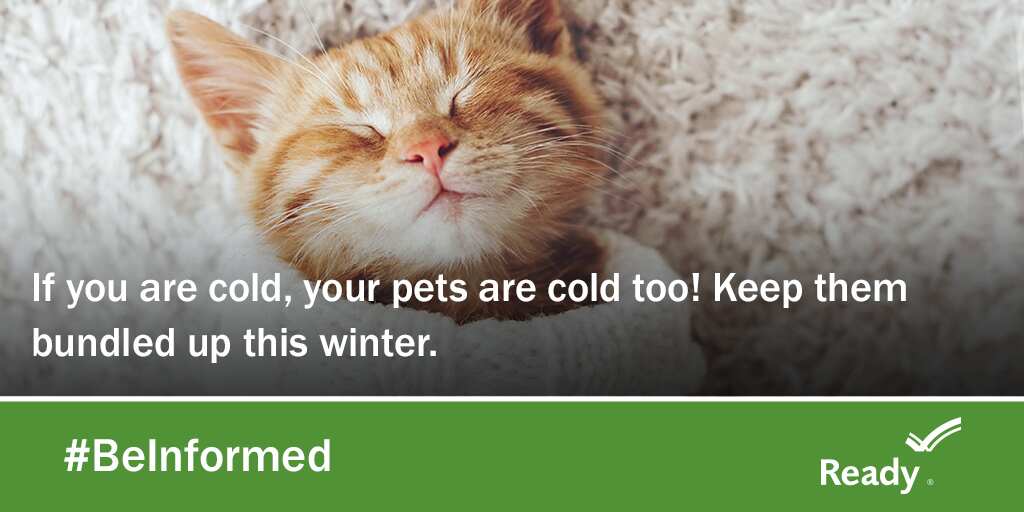 IDHS's tweet photo. When preparing for winter, make sure you keep your pets in mind. Not all pets have big furry coats to keep them warm if the power were to go out due to a winter storm.
Keep extra blankets in your preparedness kits for your pets too! #WinterPrepardness https://t.co/L6sV7PXjME
