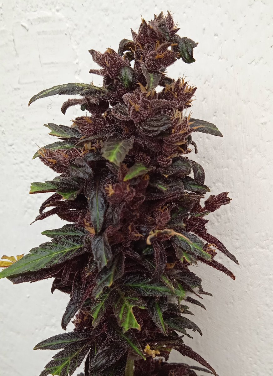 actuacannabis's tweet photo. Un pequeño descuido al inicio de #Otoño no ayudo mucho en el crecimiento, pero ya la tenemos aquí... 🥳🤤🤤🤤🤤 #Purplediol #AutoCBD de @elite_seeds con 17% #CBD -0.5% #THC 90% #indica 🌄💜💜 #PurpleLove💜 https://t.co/HSs4qNuvag