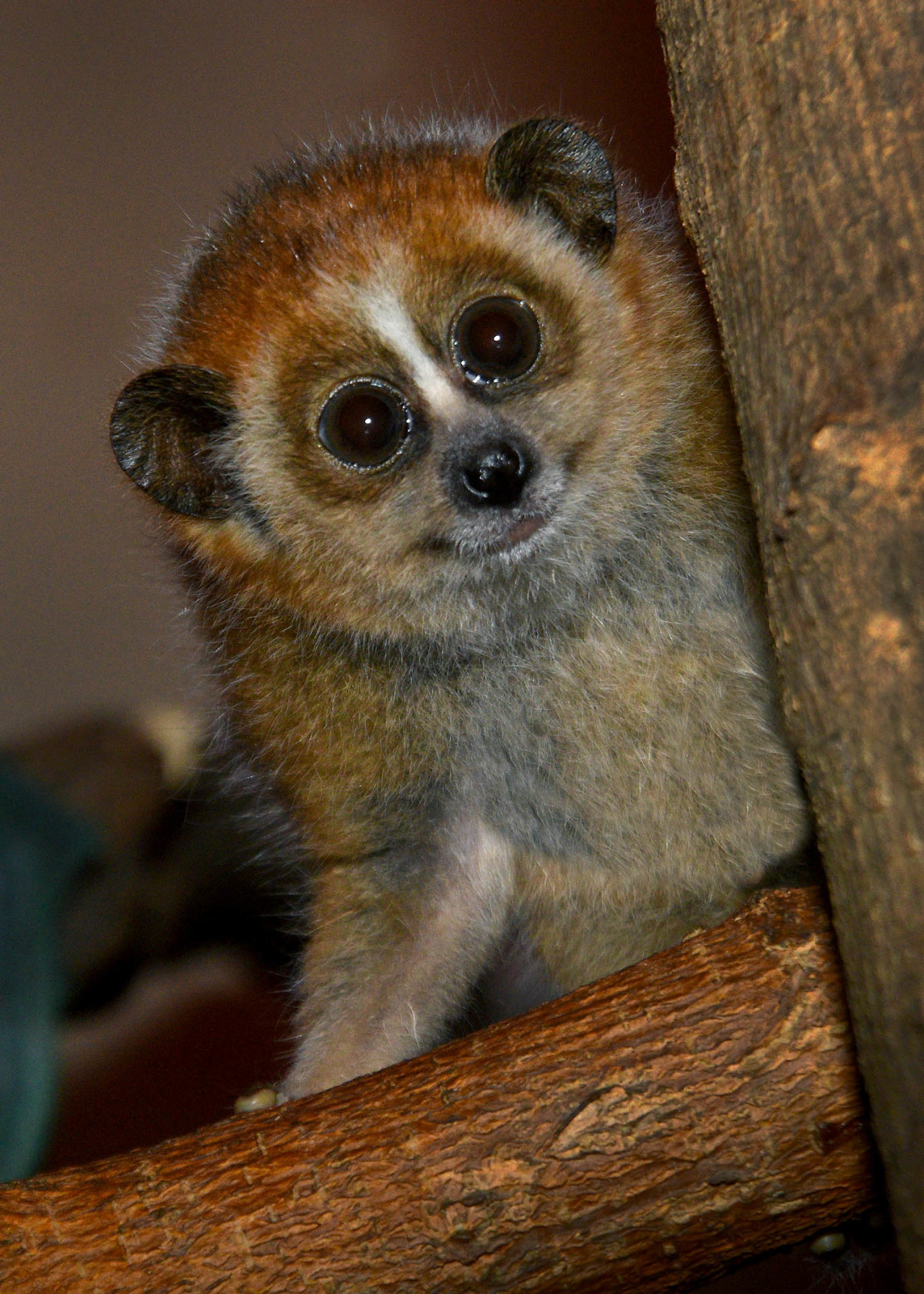 Brookfield Zoo on Twitter: "If you were concerned the pygmy slow loris  babies were getting less cute as they got older, the answer is decidedly  no. https://t.co/0VA7nIKZm4" / Twitter