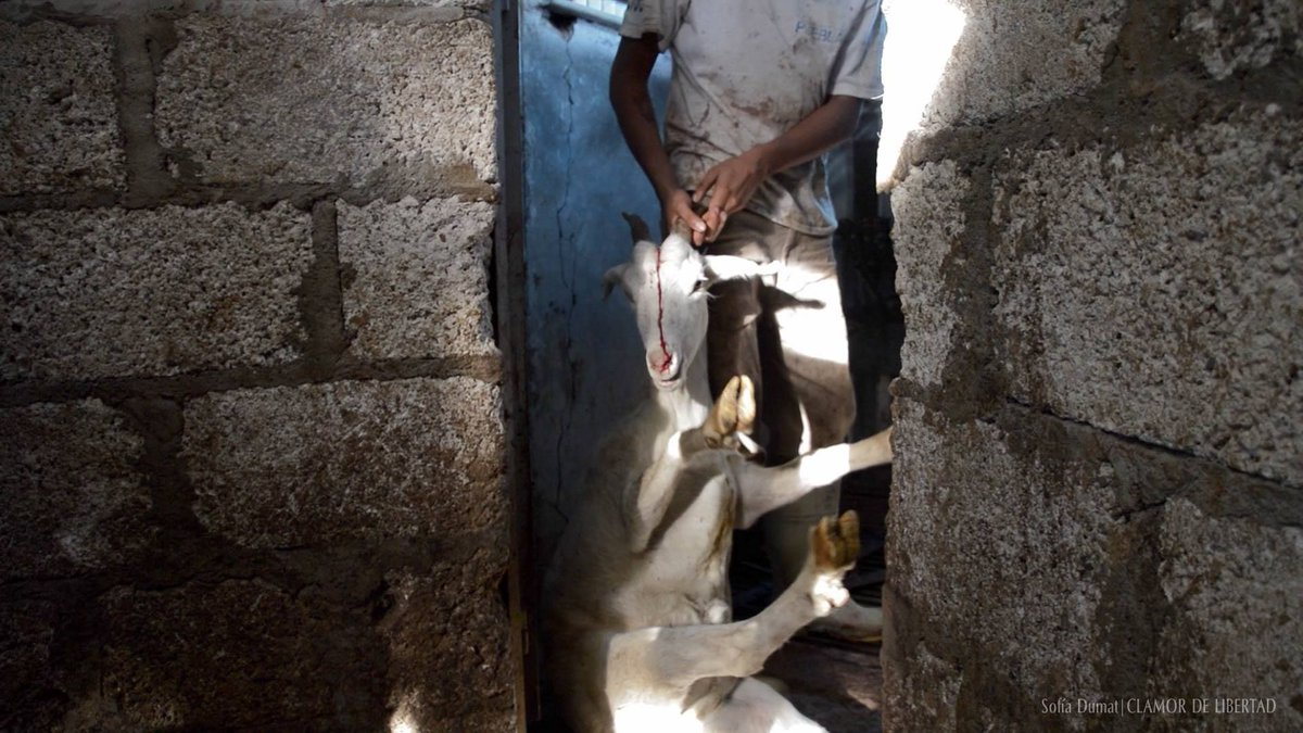 animalsavemvmt tweet picture