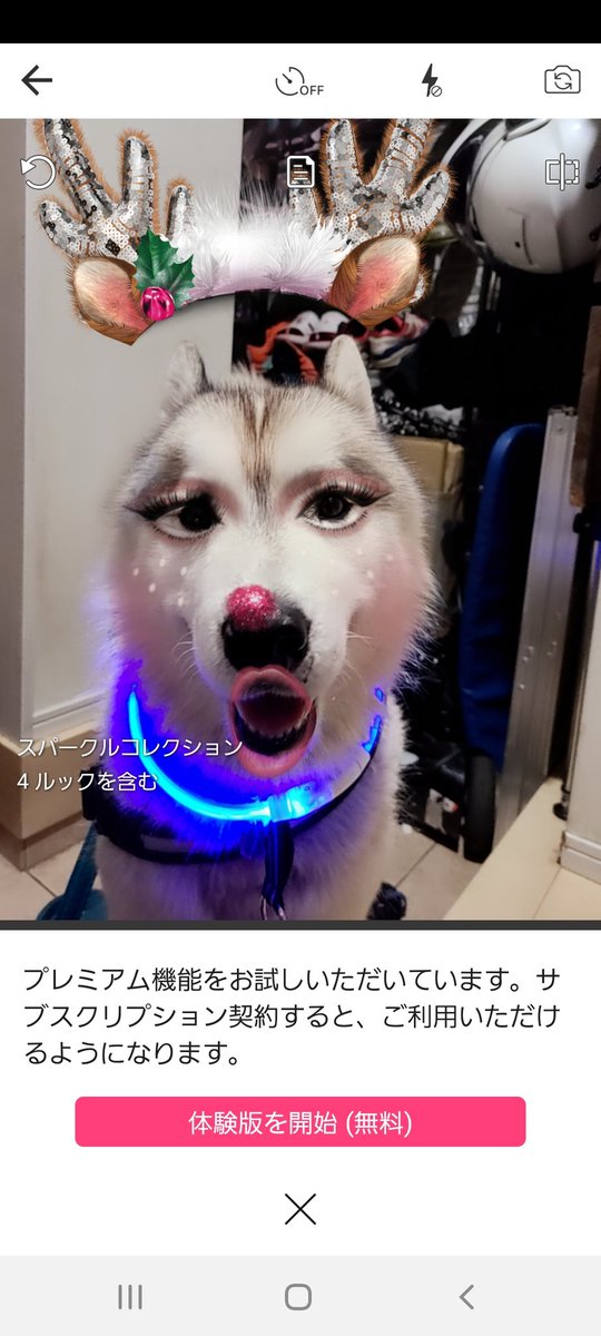 Rokirari E Youcanメイクってアプリで遊んでみた 犬にも反応するんだね シベリアンハスキー ハスキー アプリ