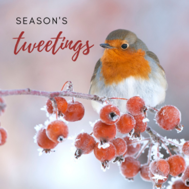 SomersetWT's tweet photo. Our charity e-cards have raised over £1,500 since we launched them this time last year, and we’ve just launched our brand new range! 🎅❄️They raise funds &amp; save paper too. Check them out 👉 https://t.co/Tzw24jiT2q @dontsendmeacard @AvalonMarshes @g_stokes18 @WildlifeTrusts https://t.co/WaaRt67Trq