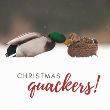 SomersetWT's tweet photo. Our charity e-cards have raised over £1,500 since we launched them this time last year, and we’ve just launched our brand new range! 🎅❄️They raise funds &amp; save paper too. Check them out 👉 https://t.co/Tzw24jiT2q @dontsendmeacard @AvalonMarshes @g_stokes18 @WildlifeTrusts https://t.co/WaaRt67Trq