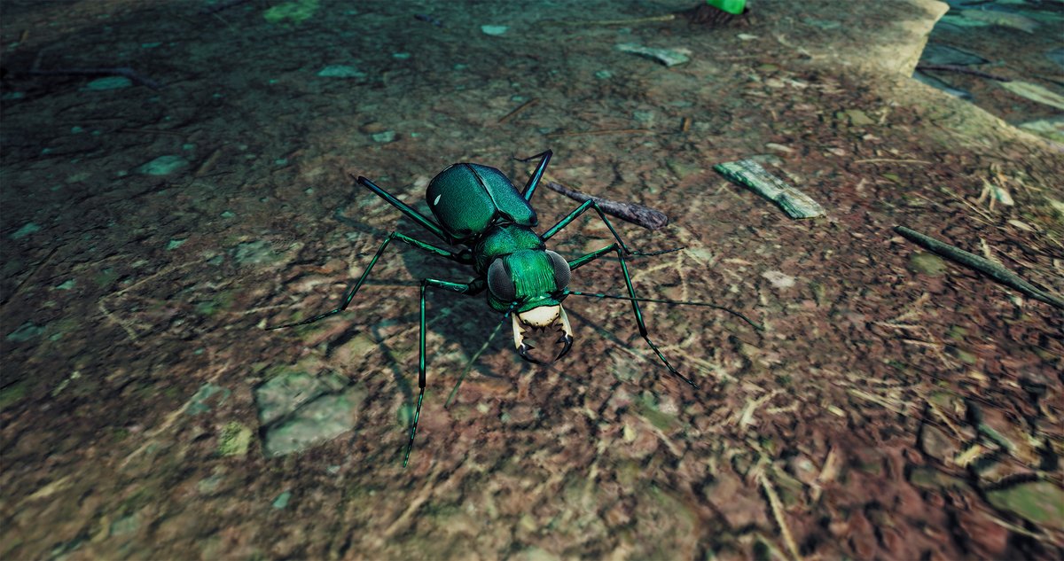empires of the undergrowth in red ants empires of the undergrowth in red ants