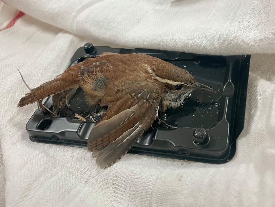 As the weather gets colder, mice and other pests tend to get into homes and we see increased use of glue traps. This Carolina Wren was the unintended victim of such a trap. It was the second wren to come in on a glue trap in the past 3 days.