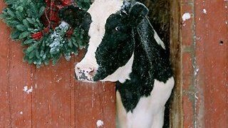 Bucks_Highways's tweet photo. Its another mild day in #Bucks which means no #gritting today!
We hope you're having a wonderful weekend while fighting the urge to put the #Christmas tree up... go on, put it up... we won't judge you... in fact we'll join you! Trees for all!
#MerryCowmas #NoSaltNeeded https://t.co/ofv5Gw29Mg