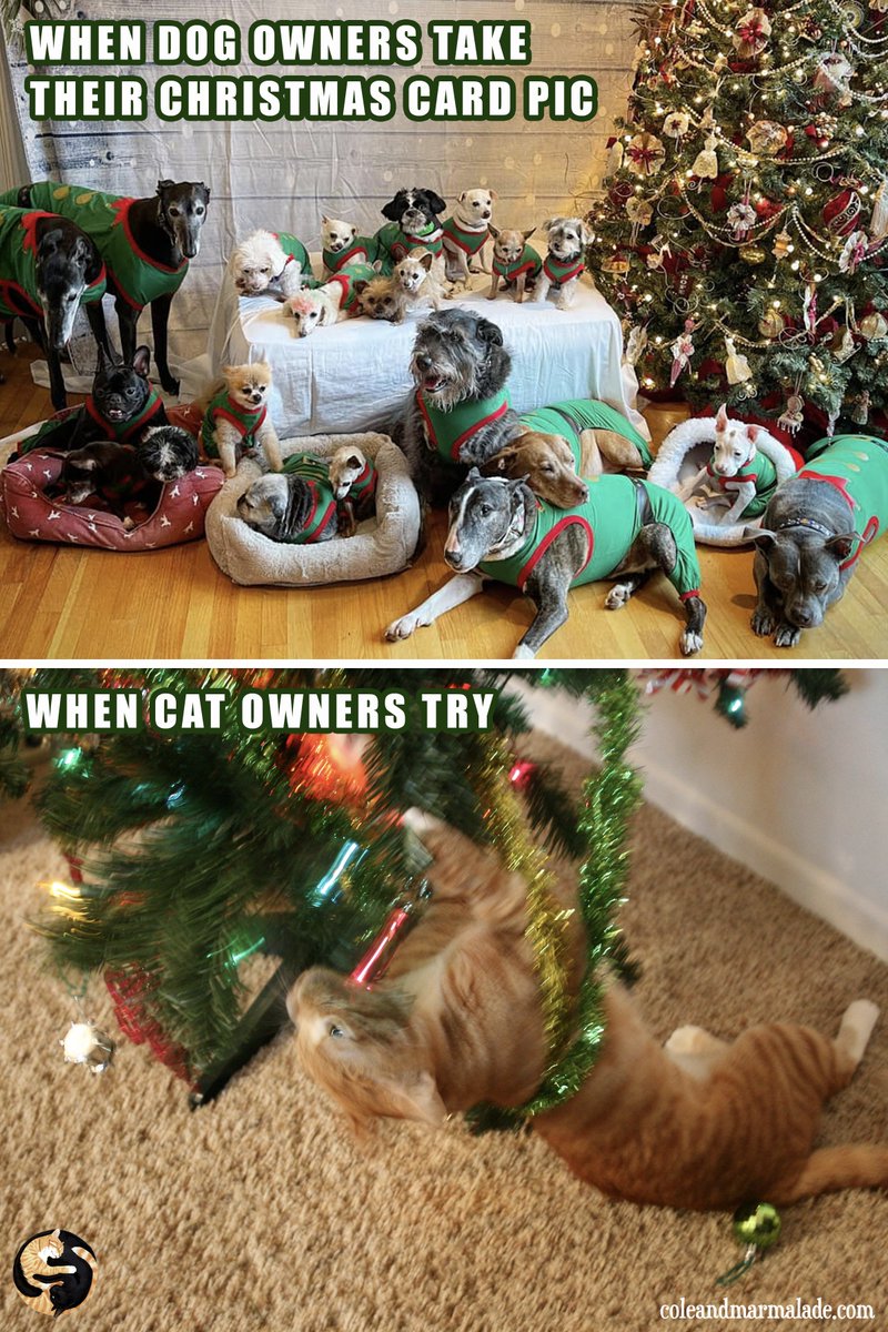 Can YOU relate?! 🎄😺

#catpeoplewillunderstand