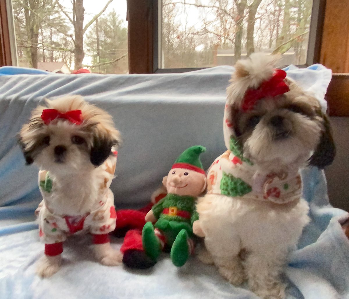 diannabyday's tweet photo. Behind the scenes Vlog of our Christmas Photoshoot #dogmomlife #shihtzu #youtube 
https://t.co/jvAIspt7Uf https://t.co/DqT6tPCp1r