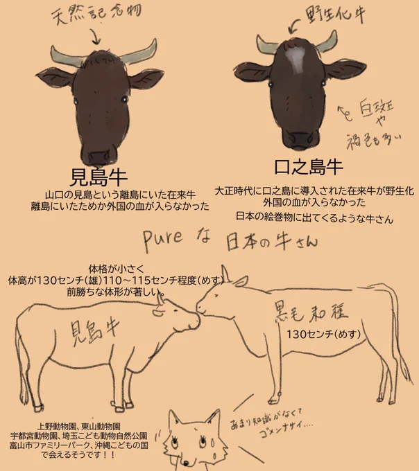 補足というかオマケです
日本には『在来牛』が存在しています。和牛よりもっと原始的(?)な姿をしていてこの子達も魅力的です✨
(私、在来牛についての知識が殆ど無いので、ネット検索の知識です。お許しください💦) 