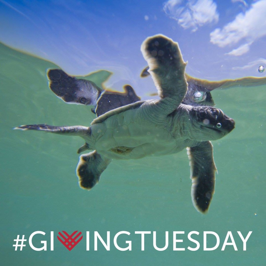 GivingTuesdayPR's tweet photo. Todos tenemos una causa con la que nos identificamos. #GivingTuesdayPR2020 tiene más de 70 organizaciones participantes a las cuales puedes apoyar. Búscalas en https://t.co/g9EFHVFSzM #GTPR #ViralizaLaSolidaridad #BeKind #GivingTuesdayPR https://t.co/4cKchyMhLG