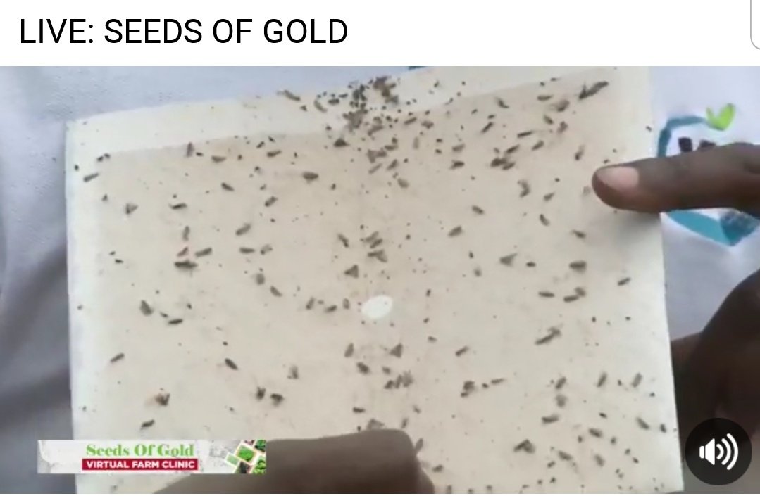 PatNanteza's tweet photo. Pheromones trap: smells like the female. Males will come, attracted by the smell and hope of matting only to land on a sticky glue base😁. #IntergratedPestManagement @NaroKawanda https://t.co/jKoLtd0faJ