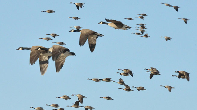 Steve Keating Twitterren: "A group of geese on the ground is a gaggle, a  group in the air is a skein. https://t.co/VHtRYnai6L" / Twitter