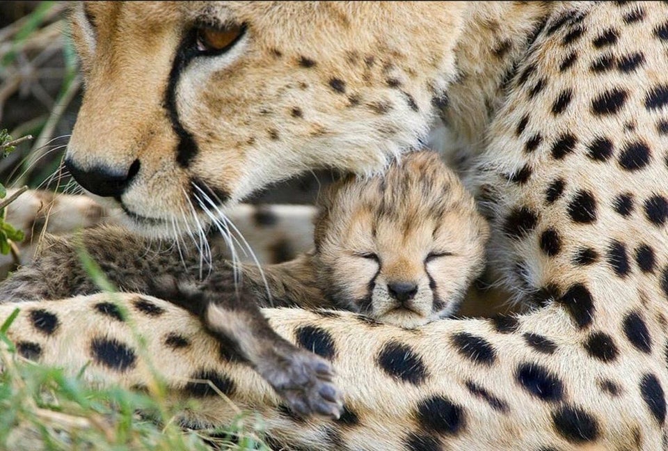 Guepardo con su cría!! 🐆🐆😍
