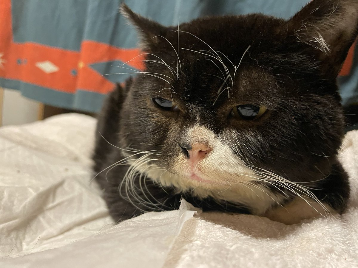 もんたの日常 Su Twitter 流し目 こういう顔もできる もんたの日常 猫好きさんと繋がりたい 猫をtlに流しちゃおう イケメン