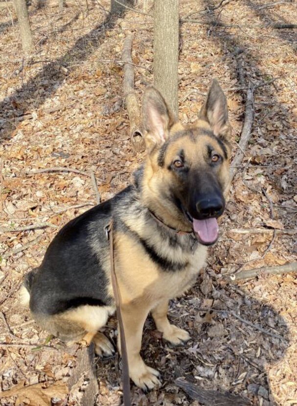 All Shepherd Rescue tweet media