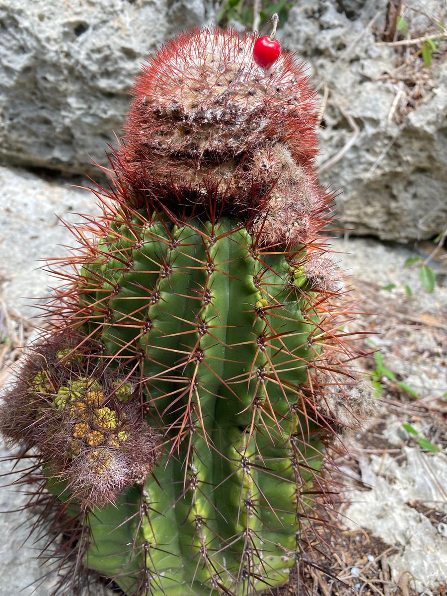HCSA_UPRH's tweet photo. Melocactus intortus (Erizo o Melón de costa )
Fue considerada como especie rara en Puerto Rico en 2009
🌵 Especie Nativa, se encuentra en #guanica https://t.co/XMqrwGTh0Q