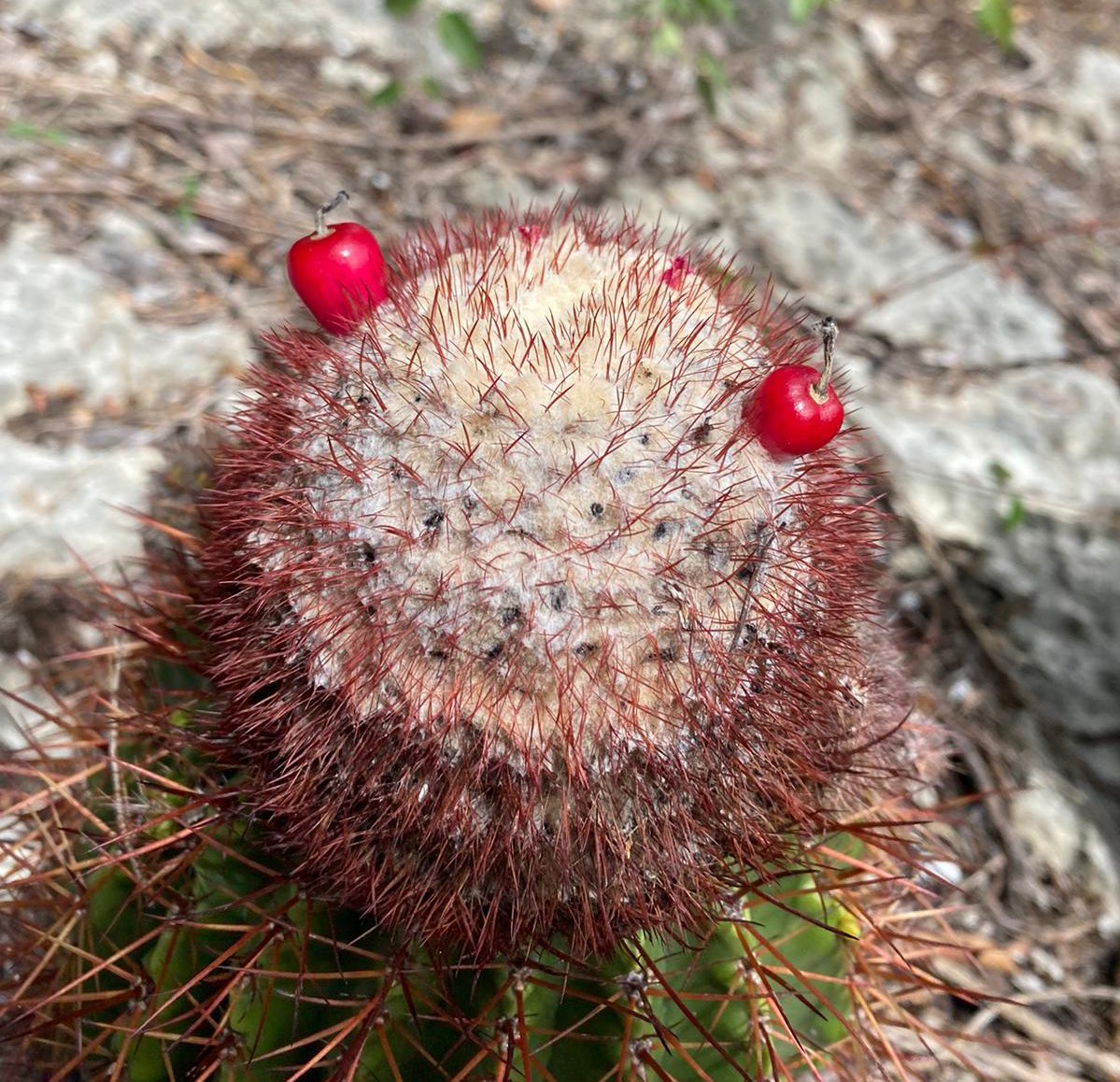 HCSA_UPRH's tweet photo. Melocactus intortus (Erizo o Melón de costa )
Fue considerada como especie rara en Puerto Rico en 2009
🌵 Especie Nativa, se encuentra en #guanica https://t.co/XMqrwGTh0Q