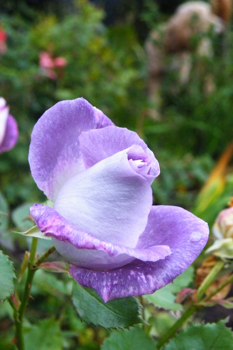 Blooming Blue for You