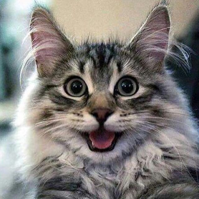 A thread of Endeavor as cats