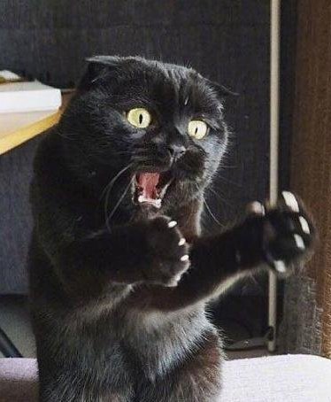 A thread of Endeavor as cats