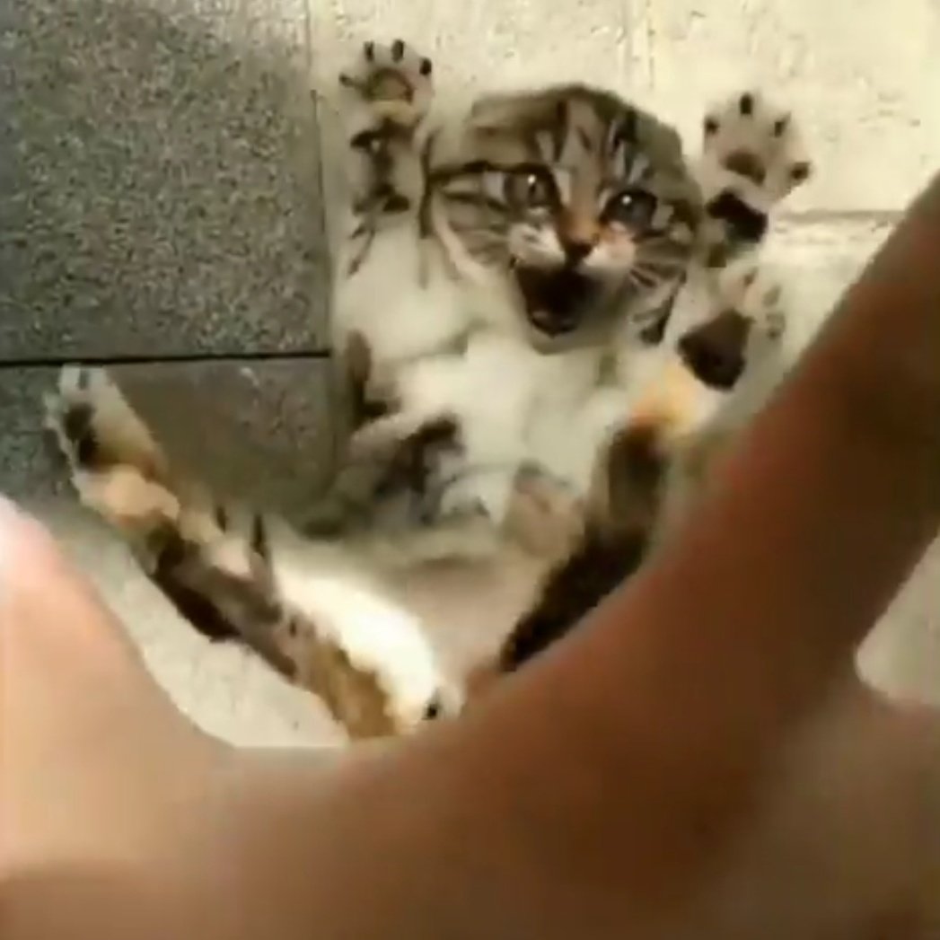 A thread of Endeavor as cats