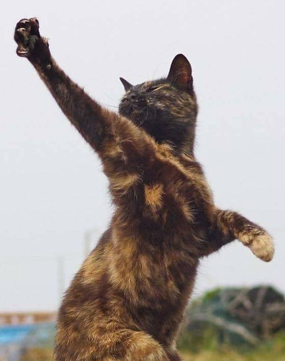 A thread of Endeavor as cats