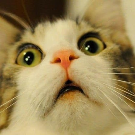 A thread of Endeavor as cats