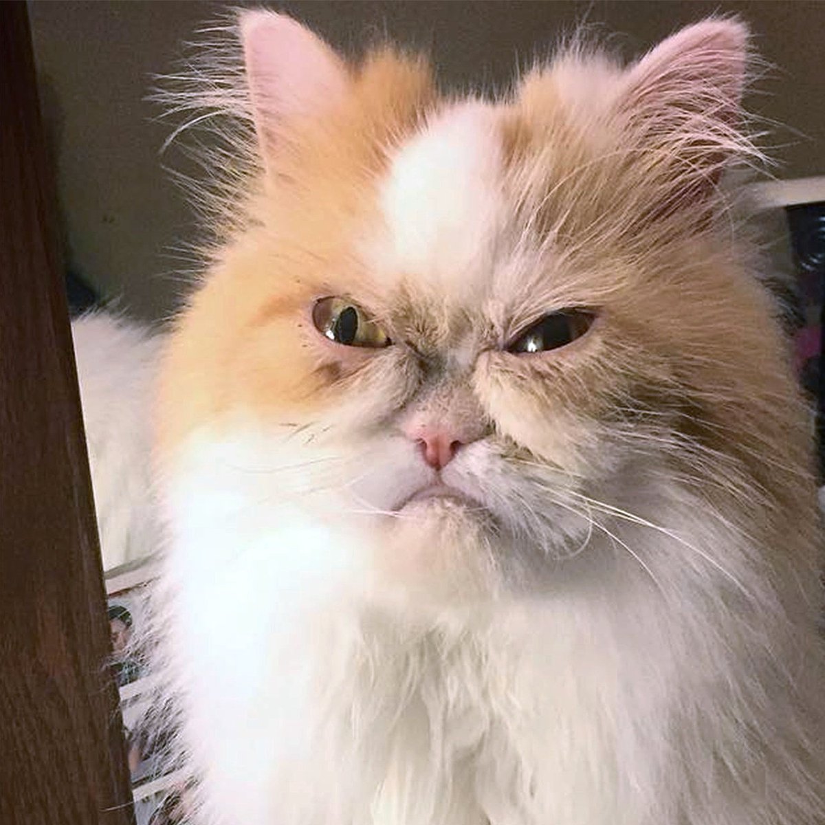 A thread of Endeavor as cats