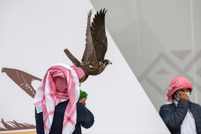 وسط إجراءات احترازية.. انطلاق النسخة الثالثة لـ مهرجان الملك عبدالعزيز للصقور3.