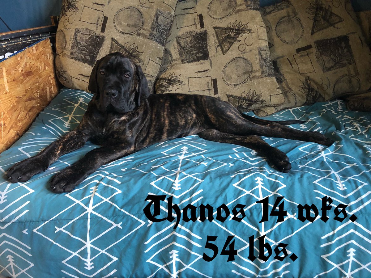 benwhiteifbbpro's tweet image. Thanos 14 wk 54 lbs. ❤️Our Mastiffs Feeding “Raw” is the only way to have healthy Dogs no if ands or butts about it. THE BIGGEST IN THE UPSTATE AREA. No commercial food  #realfood #wholefood #rawfood