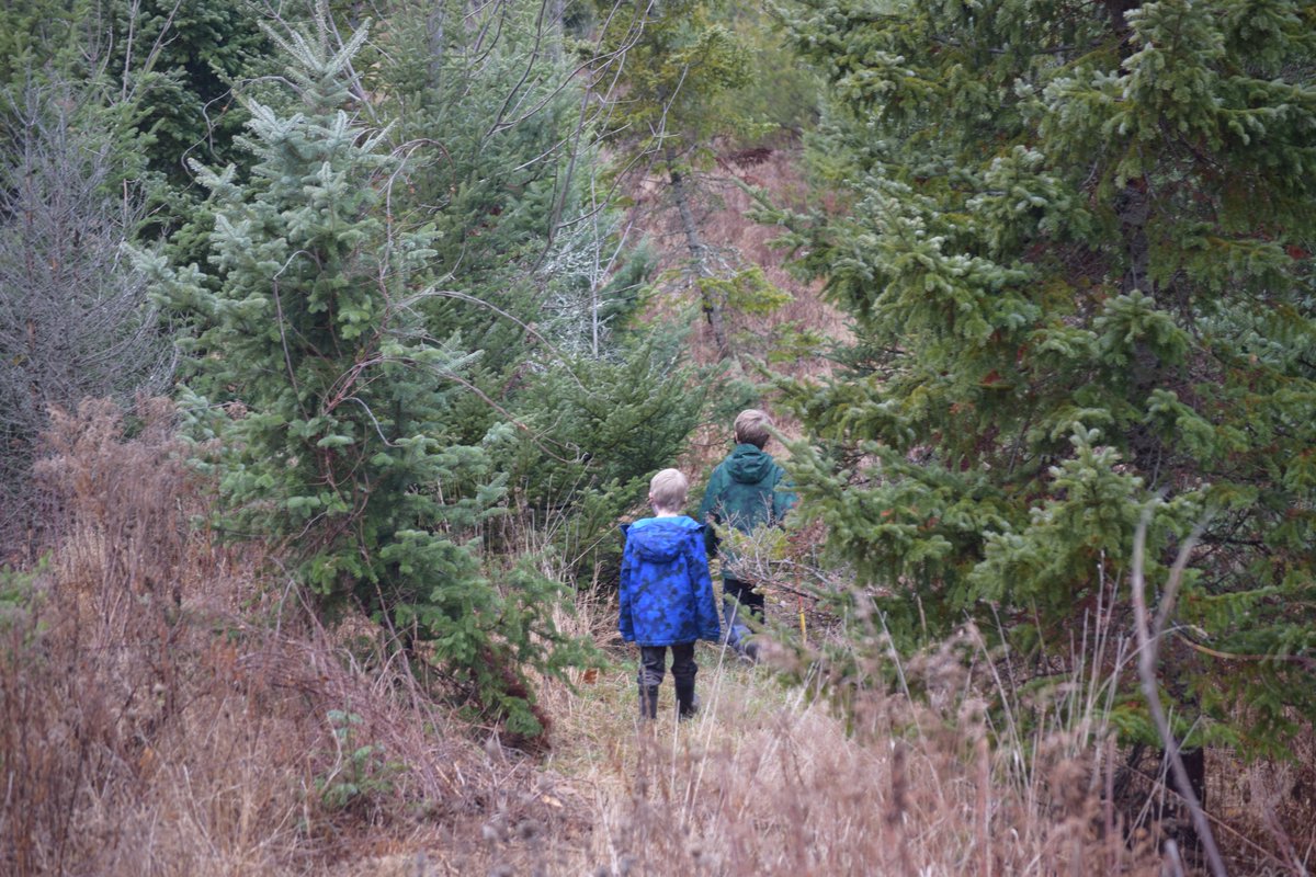 Today is a good day to wander in the woodsand run through the mudand get stuck in the mudand pick out a Christmas tree.I  that in Maine you can have a pandemic-safe holiday outdoor adventure 15 minutes from the "big city".