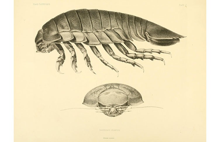 3/n Bathynomus giganteus was first discovered in fishermen’s nets in the Gulf of Mexico and was described as the type species of the genus by Alphonse Milne Edwards in 1879.