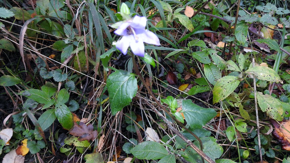 numenini's tweet photo. Didn't expect to see Nettle-leaved Bellflower? and Bloody Cranesbill in flower on the Devil's Dyke, along which a giant marched (a bipedal oak) and another crawled (sycamore).
#MyWalk #nationaltreeweek #chalkgrassland #DevilsDyke #Stetchworth #EastCambs #Cambridgeshire 1/2 https://t.co/b0jXBLTeYI