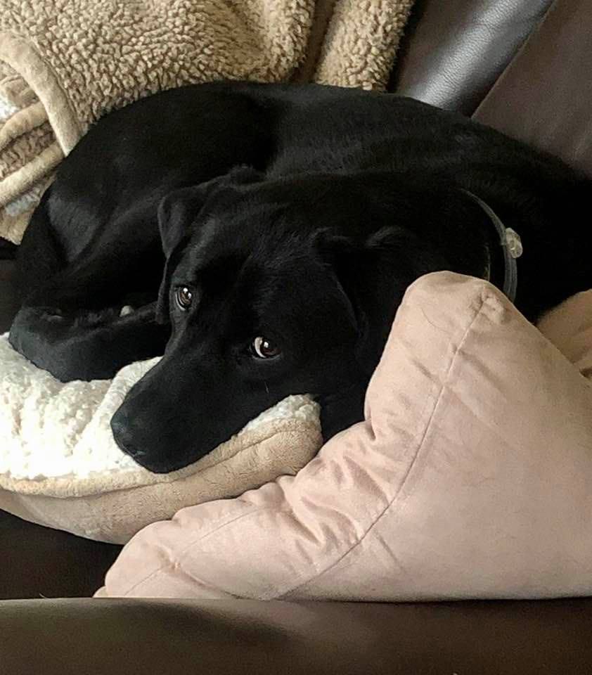 River Breeze is pretty good at throwing that side eye. #happydogs #mansbestfriend #leavemealone #huntingdog #dogsrule 

Photo courtesy of Sara Fargo