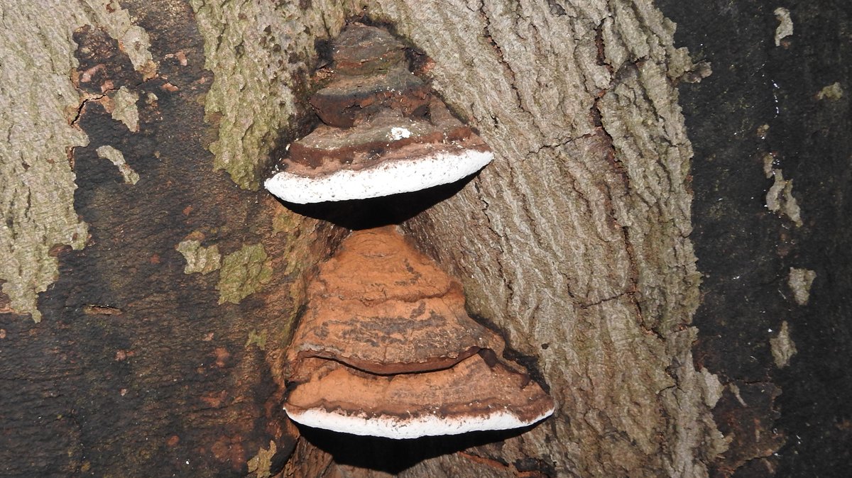 numenini's tweet photo. Along the Devil's Dyke, Southern Bracket (Ganoderma austral) and Glistening Inkcap.
At Stetchworth Pale Oyster (Pleurotus pulmonarius)? & Stubble Rosegill (Volvariella gloiocephala or Volvopluteus gloiocephalus)?
#Fungi #DevilsDyke #Stetchworth #EastCambs #Cambridgeshire
2/2 https://t.co/FznO8enq2E