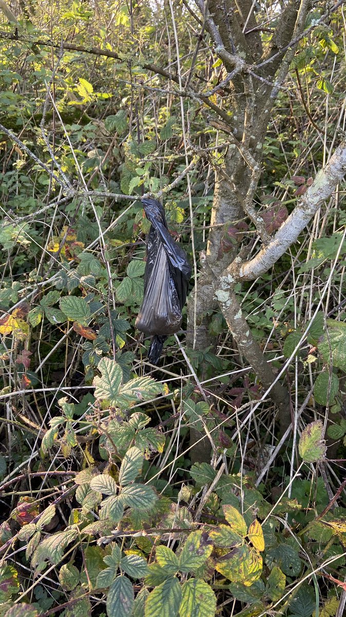 runs_3's tweet photo. A good walk today and Plogging on the way. 
Usual suspects:
Cans, Plastic and glass bottles and Facemask.
Biggest issue today was the discarded dog Pooh bags with some thrown in to hedges. 
Pick up your Poo and take it home. 😬
#plogolution #dogs #litterpicker @plogolution https://t.co/QZGFCzvsVc